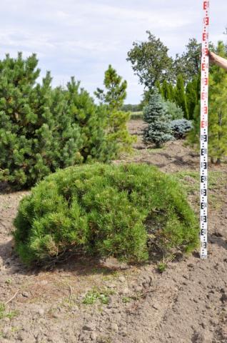 Pinus mugo 'Mops'